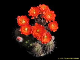 Echinocereus ortegae 1434i